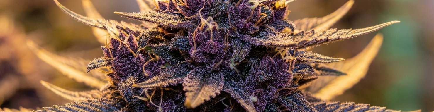 Variétés purple riches en anthocyanes flavonoïdes, gros plan sur la pigmentation violette d'un cultivar cannabis