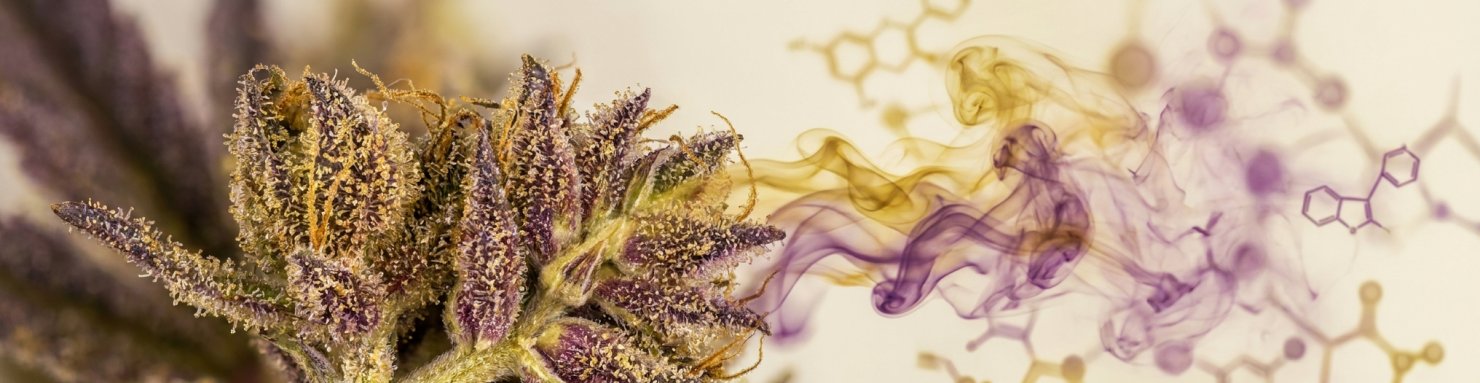 Localisation des flavonoïdes du cannabis dans la fleur et les trichomes, illustration scientifique des pigments