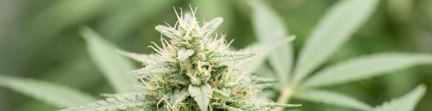 Fleur femelle de cannabis non pollinisée aux pistils blancs, illustration de la sensimilla sans graine