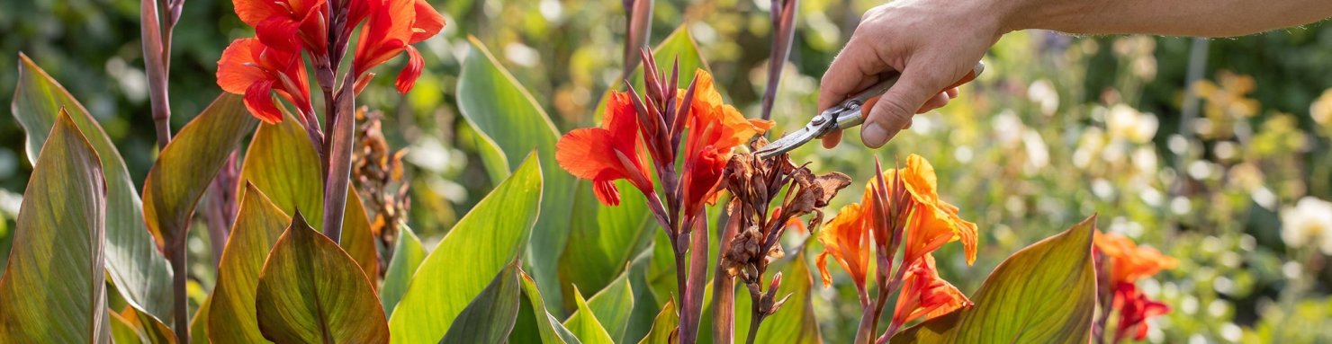 Main coupant au sécateur un épi de fleurs fanées de canna rouge orangé en plein été