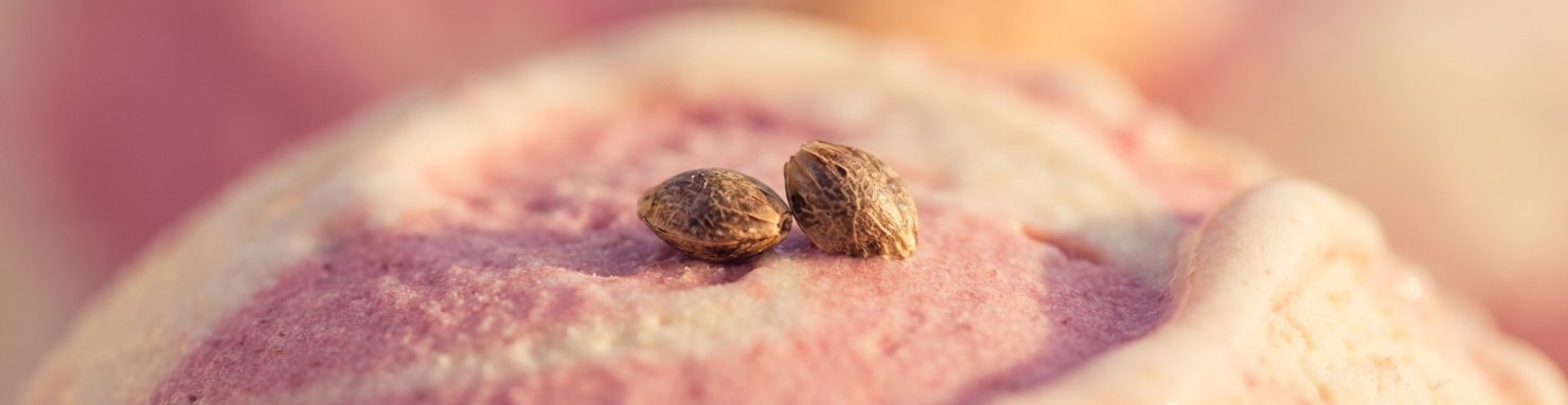 Génétique de la Gelato weed et lignée Cookies californienne