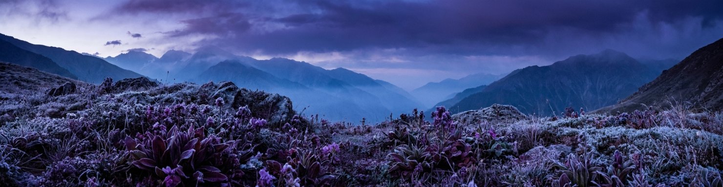 Génétique violette du cannabis issue des montagnes froides de l'Hindu Kush