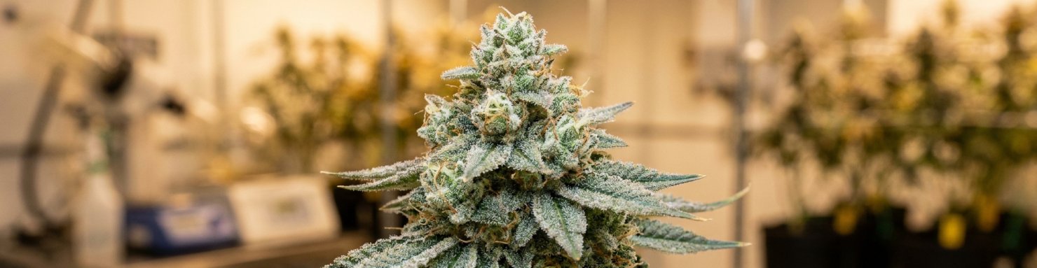 Pedigree génétique Wedding Mintz Cookies Kush Mints
