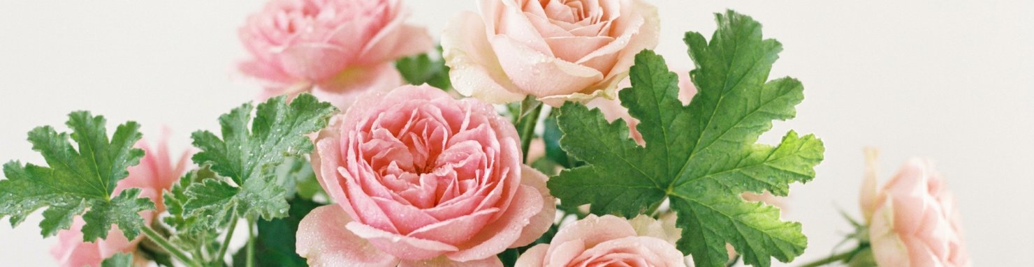 Géraniol, terpène au parfum de rose, roses et feuilles de géranium