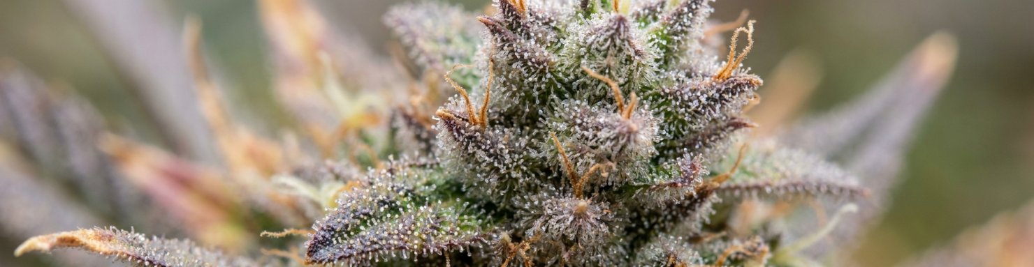 Trichomes de cannabis au profil terpénique contenant du géraniol