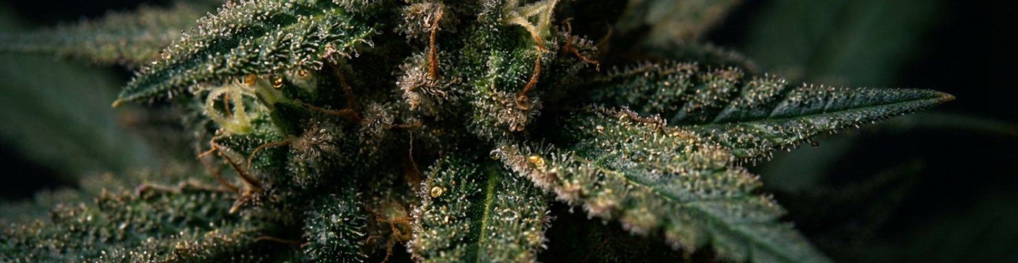 Génétique Gorilla Glue GG4 : croisement Chem's Sister, Sour Dubb, Chocolate Diesel