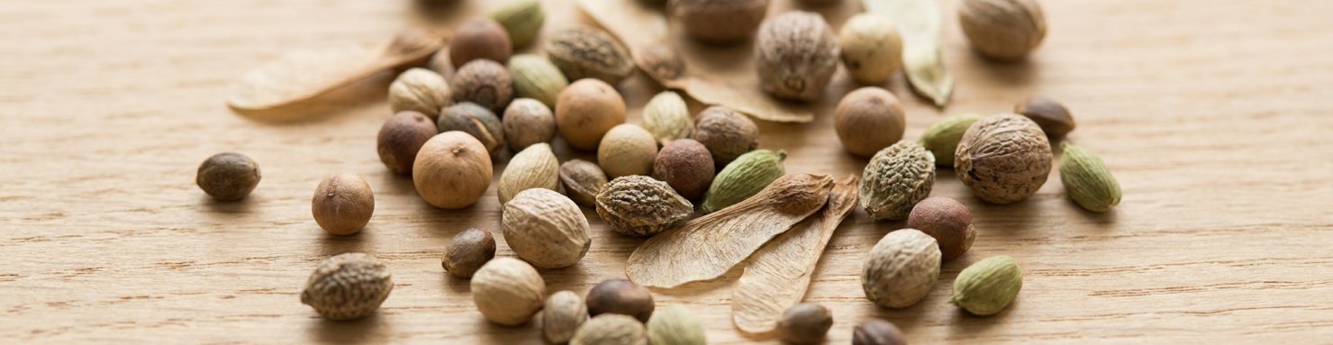 Graines botaniques variées illustrant la diversité génétique préservée