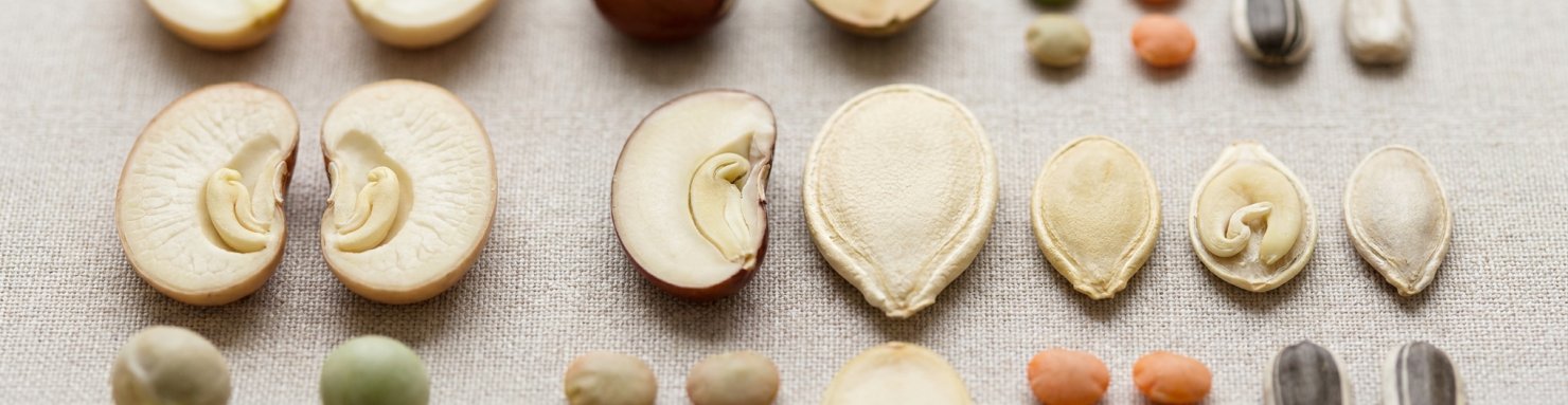 Graines coupées révélant l'embryon et les cotylédons chargés de réserves
