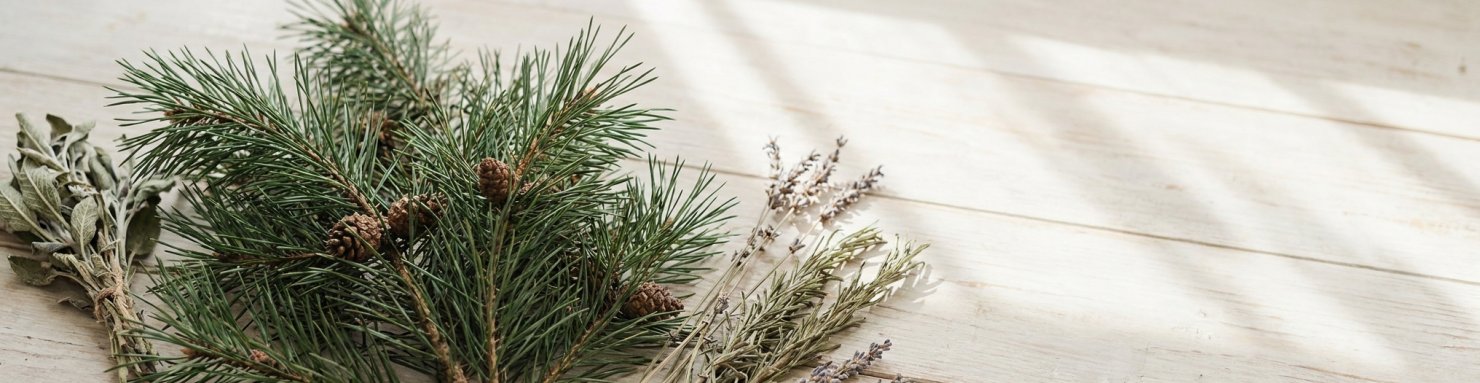 Botaniques aromatiques évoquant les sesquiterpènes comme le guaiol