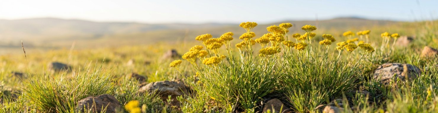 Helichrysum umbraculigerum en fleurs jaunes dans une prairie d'Afrique australe