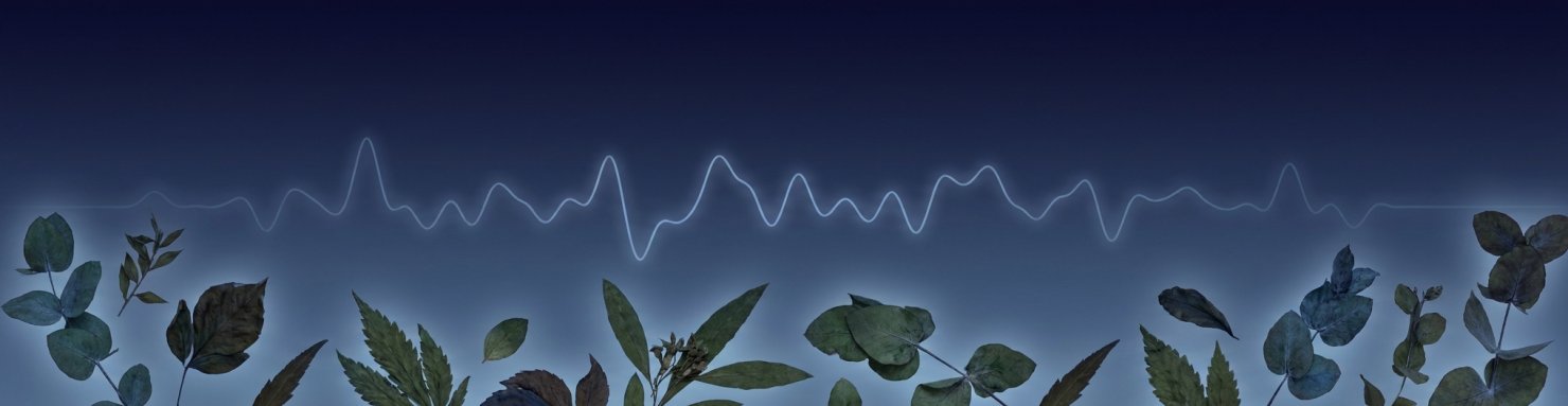 Recherche sur le sommeil et l'herbe à rêves : tracé des ondes cérébrales et feuilles séchées de Calea zacatechichi