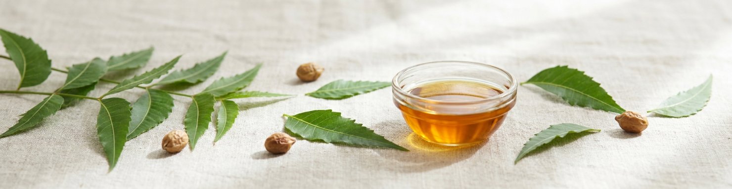 Huile de neem, feuilles de margousier et graines sur fond naturel clair