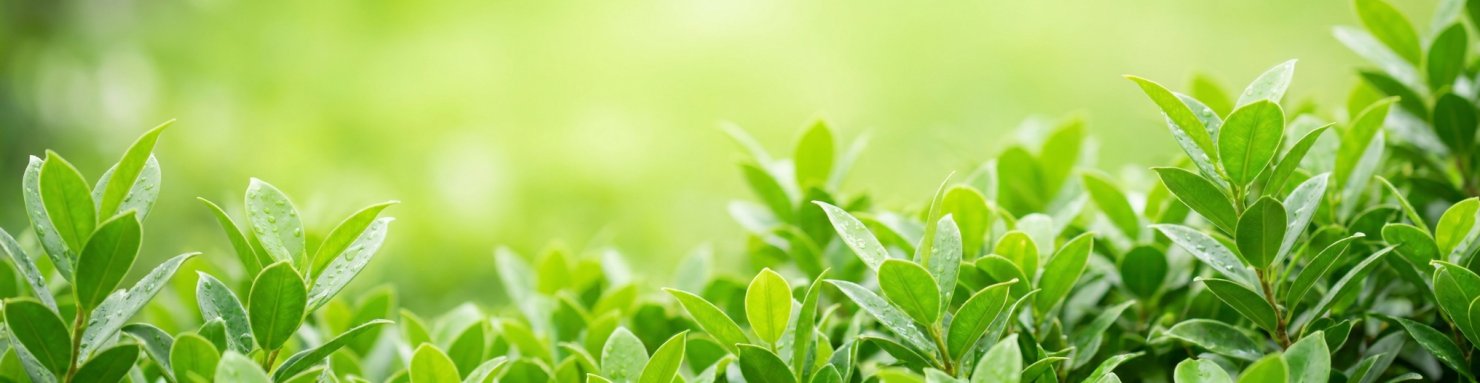 Huile de neem comme insecticide naturel pour la protection des plantes