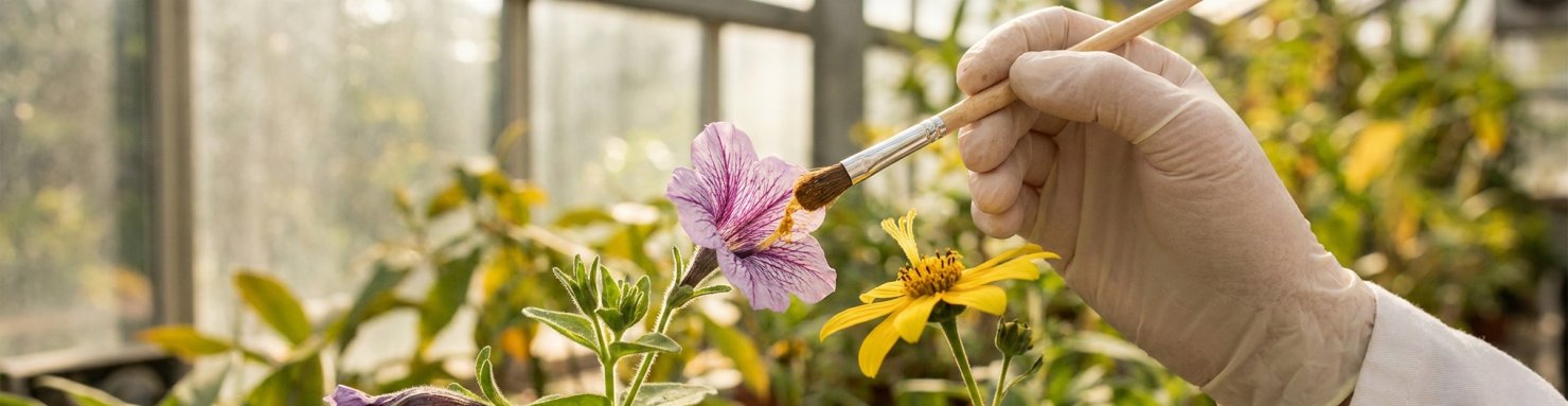 Hybridation végétale : pollinisation croisée entre deux variétés de plantes dans une serre