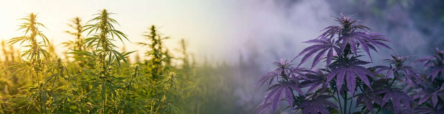 Diptyque feuilles sativa lumière dorée et feuilles indica violettes symbolisant les hybrides combinant high et stone