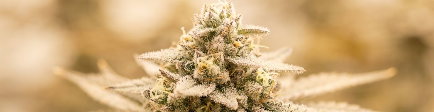 Génétique Ice Cream Cake issue du croisement Wedding Cake et Gelato 33