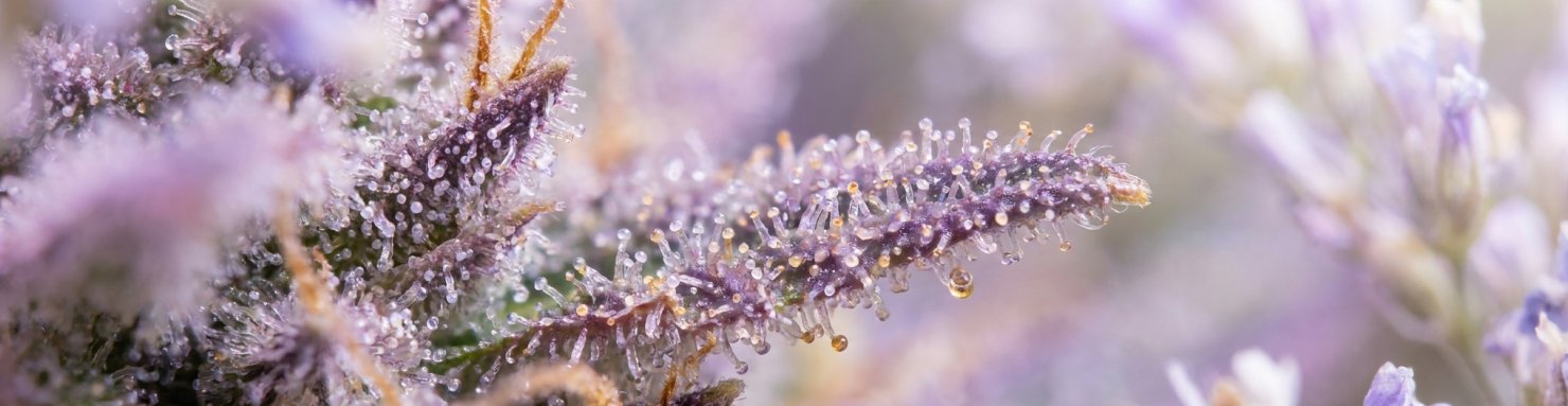 Profil terpénique Ice Cream Cake dominé par caryophyllène, limonène et linalol