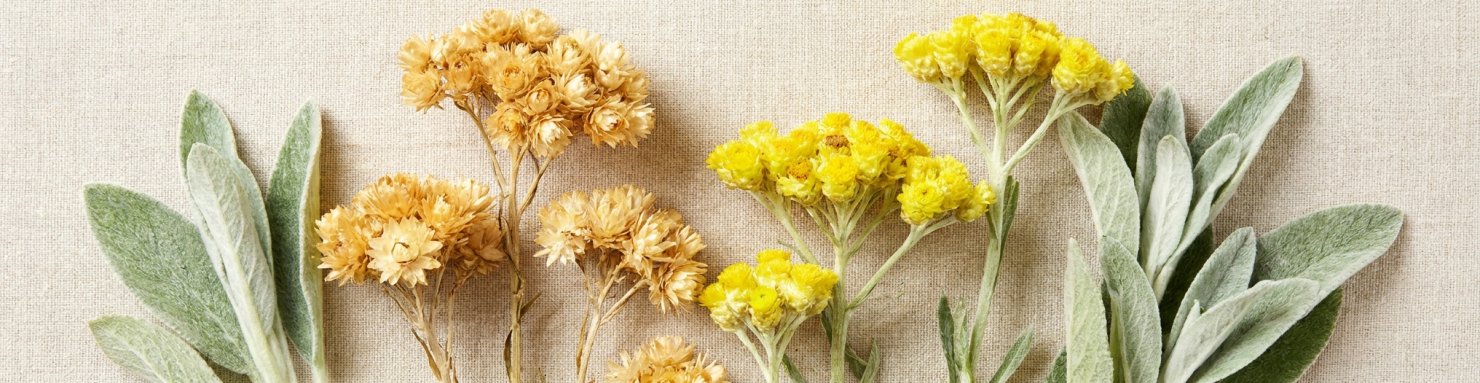 Immortelles séchées et fleurs jaunes d'hélichryse, distinction botanique de l'Helichrysum umbraculigerum