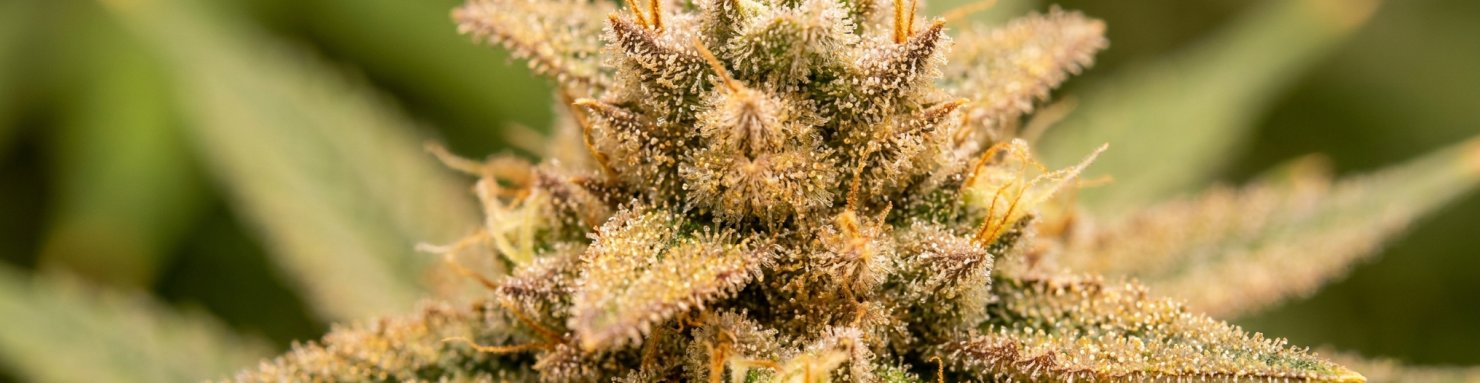 Macro de trichomes résineux dorés à l'origine du kief sur une fleur de cannabis