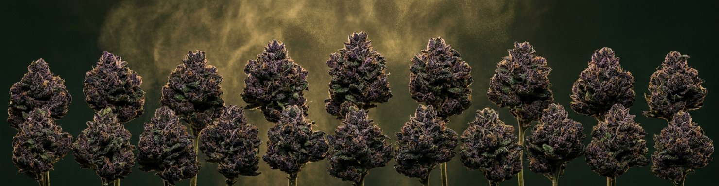Genealogie de Kush Mints : Animal Mints x Bubba Kush