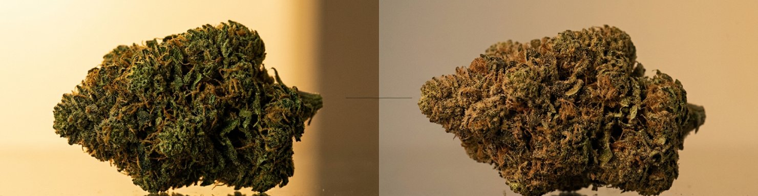 Kush Mints Seed Junky vs Kush Mintz Barney's Farm difference