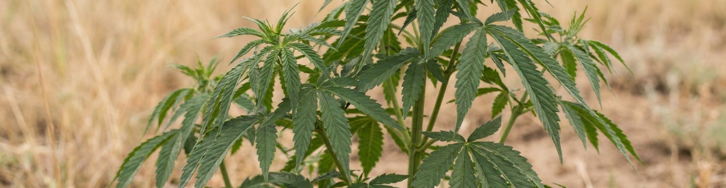 Jeunes plants de la landrace Mazar-i-Sharif, indica afghane aux feuilles palmées sombres dans la steppe