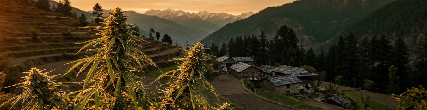 Landraces himalayennes du Himachal Pradesh, plantes sativas sauvages sur les terrasses montagneuses au coucher du soleil