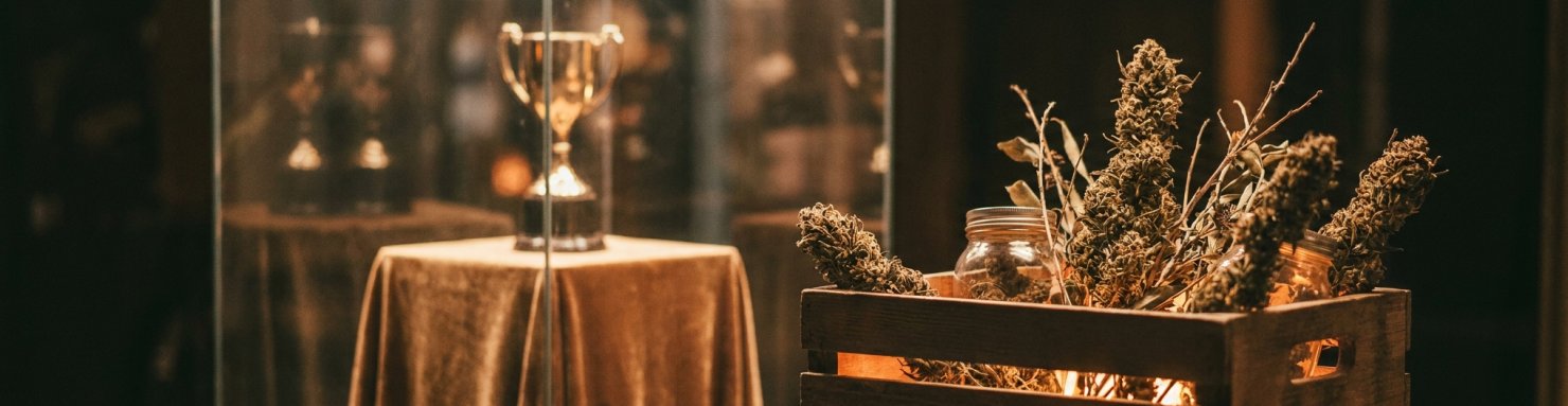Cannabis Cup 2011 Amsterdam trophée Liberty Haze catégorie Sativa