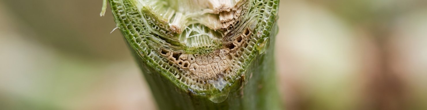 Coupe de tige végétale montrant la lignine dans la paroi cellulaire
