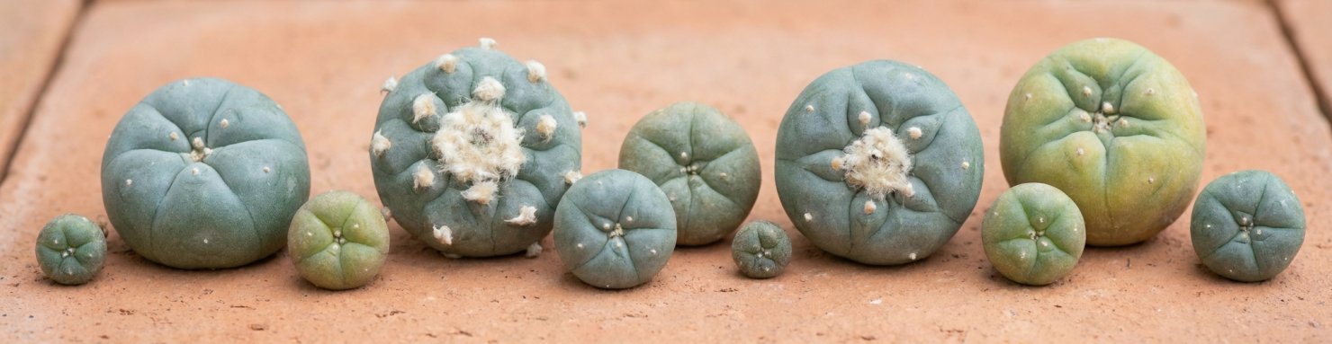Différentes espèces de Lophophora cactus mexicains présentés en herbier botanique
