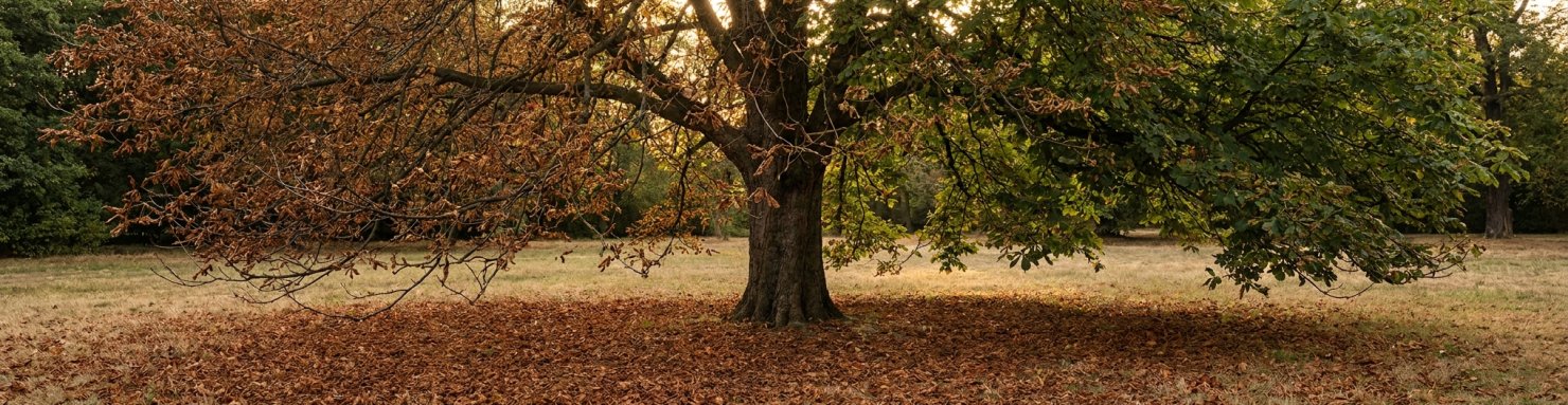 Marronnier d'Inde en défoliation précoce l'été après une attaque de mineuse du marronnier