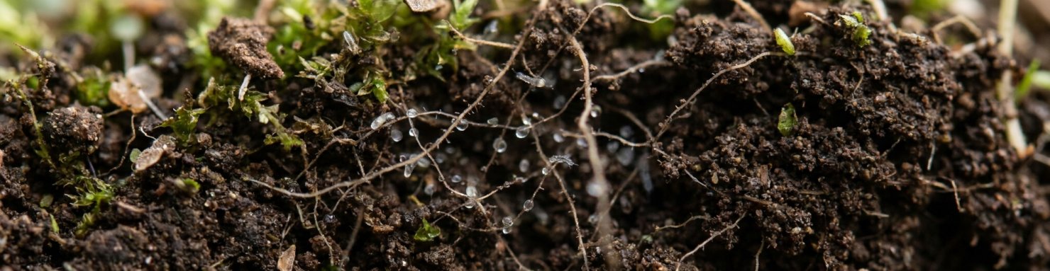 Nématode Steinernema feltiae et racines dans un sol de jardin riche