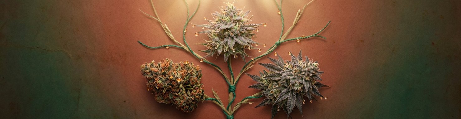 Northern Lights descendance Super Silver Haze Shiva Skunk hybrides cannabis