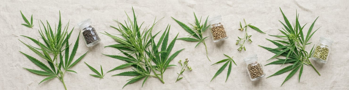 Graines de collection et génétique sativa de la NYC Diesel