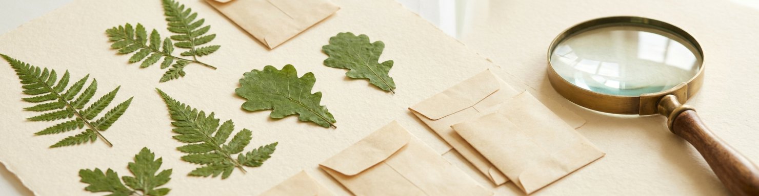 Herbier et enveloppes de graines illustrant la préservation génétique de la landrace Oaxacan