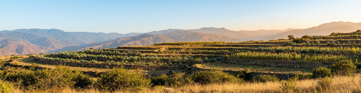 Hauts plateaux d'Oaxaca en terrasses, berceau de la landrace sativa Oaxacan