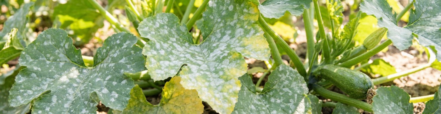 Oïdium sur feuilles de courgette : taches de poudre blanche et jaunissement du limbe
