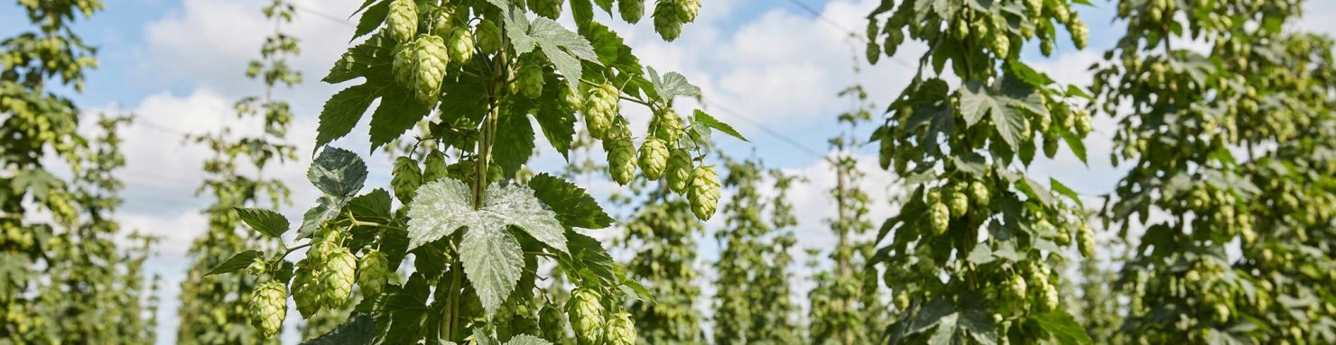 Houblon, cousin du cannabis dans les Cannabacées, avec feuilles touchées par l'oïdium
