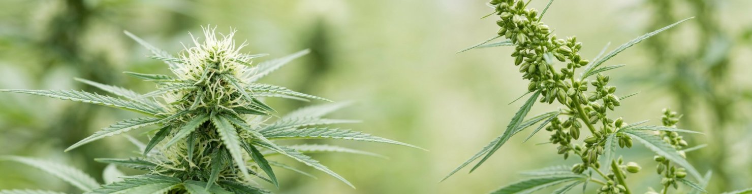 Fleur femelle et plant mâle de chanvre, espèce dioïque sans parthénogenèse