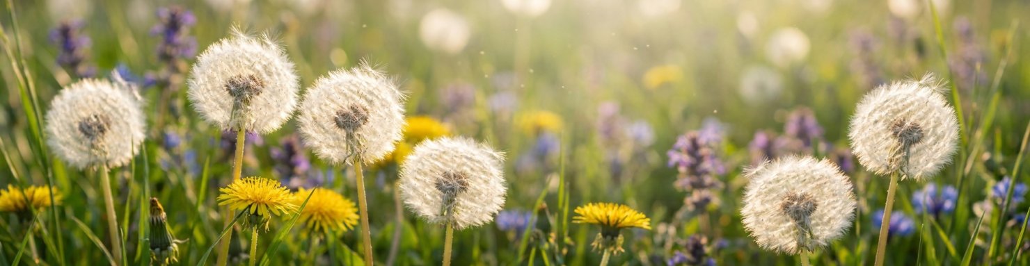 Pissenlits en graines dans une prairie, plante apomictique proche de la parthénogenèse végétale