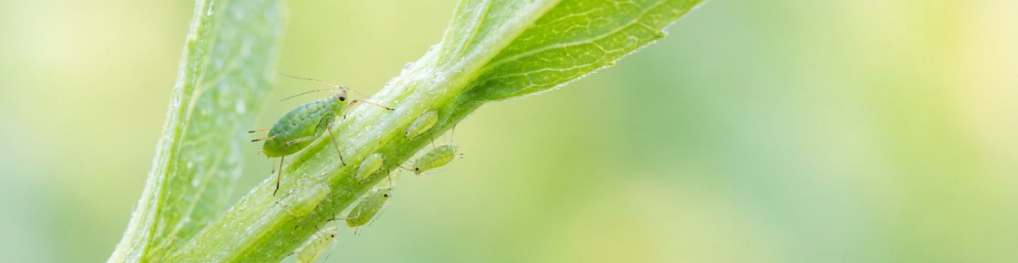 Parthénogenèse chez le puceron : une femelle entourée de ses larves clones sur une tige