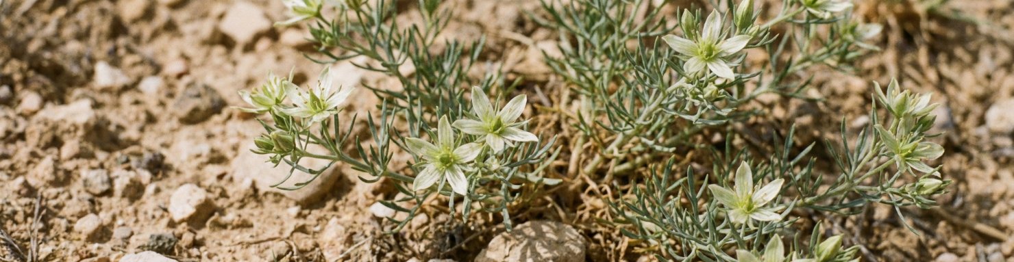 Peganum harmala en fleurs, rue de Syrie dans un paysage aride méditerranéen