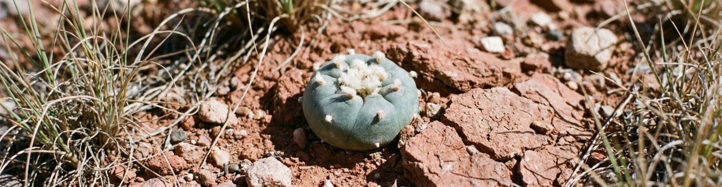 Peyotl Lophophora williamsii cactus dans son habitat naturel du désert de Chihuahua au Mexique
