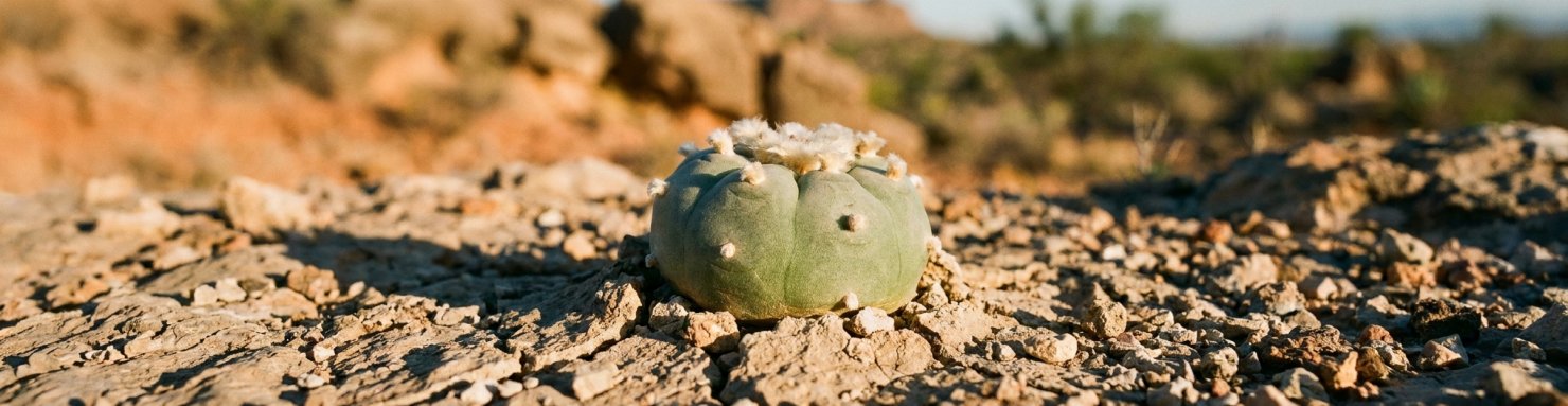 Peyotl Lophophora williamsii cactus à mescaline du désert de Chihuahua botanique