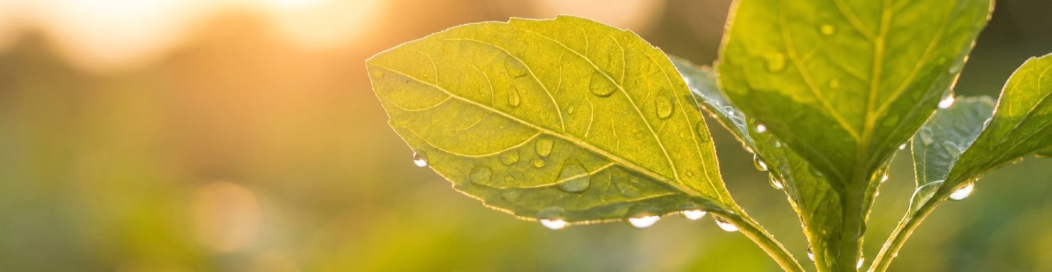 Mécanisme moléculaire du photopériodisme : phytochrome activé par la lumière sur une feuille de plante annuelle