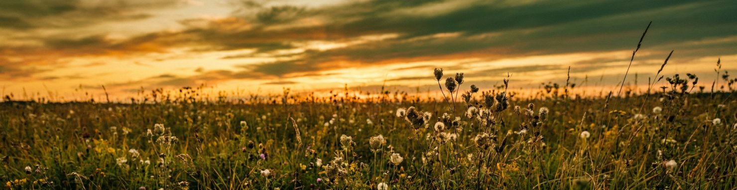 Plantes de jours courts à l'équinoxe d'automne : la photopériode critique déclenche la floraison