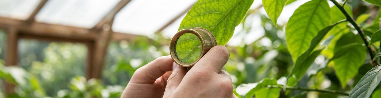 Inspection d'une feuille à la loupe en serre pour prévenir le tarsonème
