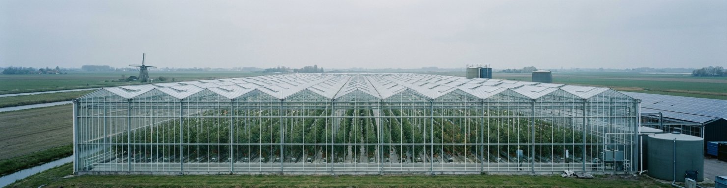 Serre industrielle néerlandaise illustrant les producteurs licenciés du cycle fermé cannabis Pays-Bas