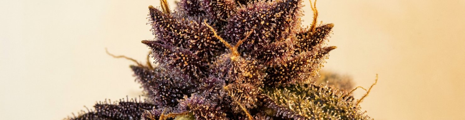 Profil terpénique Sherbet, trichomes et résine du terroir Cookies californien