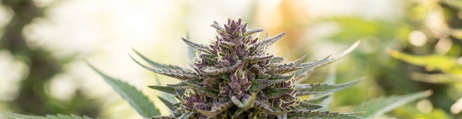 Purple Punch : fleur violette issue du croisement Larry OG et Granddaddy Purple